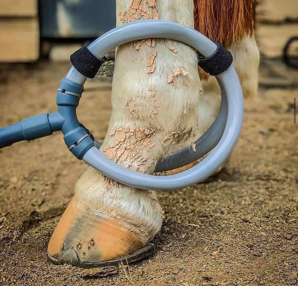 HOOF ABSCESSES